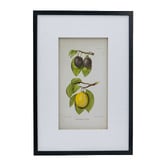 Elegant Designs 2 Piece Botanical Framed Paper Print Wall Art Set