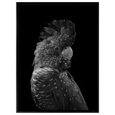 A La Mode Studio The Masked Ball Black Cockatoo Canvas Wall Art