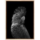 A La Mode Studio The Masked Ball Black Cockatoo Canvas Wall Art