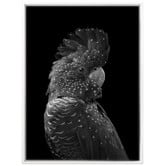 A La Mode Studio The Masked Ball Black Cockatoo Canvas Wall Art