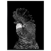 A La Mode Studio The Masked Ball II Black Cockatoo Canvas Wall Art