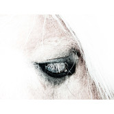 A La Mode Studio In the Blink of a Horse Eye Canvas Wall Art