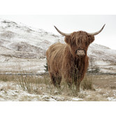 A La Mode Studio Great Hair Don&#039;t Care Yak Canvas Wall Art