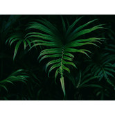 A La Mode Studio Hiding in the Shadows Plant Canvas Wall Art