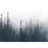 A La Mode Studio Enveloped Forest Canvas Wall Art
