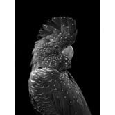 A La Mode Studio The Masked Ball Black Cockatoo Canvas Wall Art