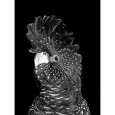 A La Mode Studio The Masked Ball II Black Cockatoo Canvas Wall Art