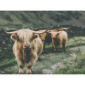 A La Mode Studio The Herd Canvas Wall Art