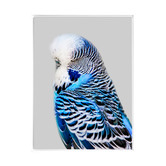 A La Mode Studio Blue Budgie Framed Canvas Wall Art
