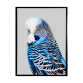 A La Mode Studio Blue Budgie Framed Canvas Wall Art