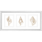 Las Palma Home Stunning Shells Series Framed Trio Print