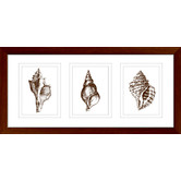 Las Palma Home Stunning Shells Series Framed Trio Print