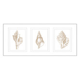 Las Palma Home Stunning Shells Series Framed Trio Print