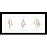 Las Palma Home Stunning Shells Series Framed Trio Print