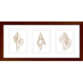 Las Palma Home Stunning Shells Series Framed Trio Print