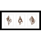 Las Palma Home Stunning Shells Series Framed Trio Print
