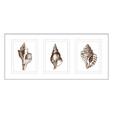 Las Palma Home Stunning Shells Series Framed Trio Print
