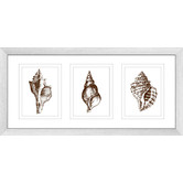 Las Palma Home Stunning Shells Series Framed Trio Print