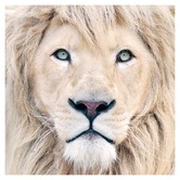 A La Mode Studio Lion King Photographic Printed Wall Art