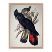 Alcove Studio Red Tailed Black Cockatoo Framed Printed Wall Art