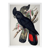 Alcove Studio Red Tailed Black Cockatoo Framed Printed Wall Art