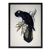 Alcove Studio Yellow Tailed Black Cockatoo Framed Printed Wall Art