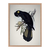 Alcove Studio Yellow Tailed Black Cockatoo Framed Printed Wall Art
