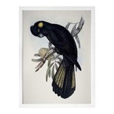 Alcove Studio Yellow Tailed Black Cockatoo Framed Printed Wall Art