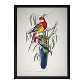 Alcove Studio Eastern Rosella Framed Printed Wall Art