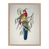 Alcove Studio Eastern Rosella Framed Printed Wall Art