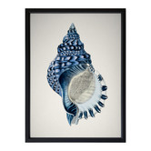 Alcove Studio Indigo Conch II Framed Printed Wall Art