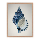 Alcove Studio Indigo Conch II Framed Printed Wall Art