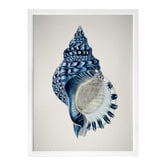 Alcove Studio Indigo Conch II Framed Printed Wall Art