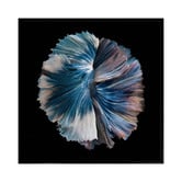Alcove Studio Zeta Canvas Wall Art