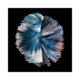 Alcove Studio Zeta Canvas Wall Art
