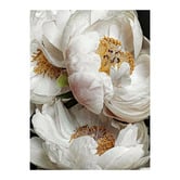 Alcove Studio Ivory Atlas Canvas Wall Art