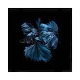 Alcove Studio Betta Canvas Wall Art