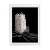 Alcove Studio White Banksia I Framed Printed Wall Art