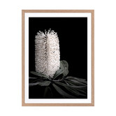 Alcove Studio White Banksia I Framed Printed Wall Art