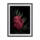 Alcove Studio Waratah Framed Printed Wall Art