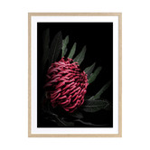 Alcove Studio Waratah Framed Printed Wall Art