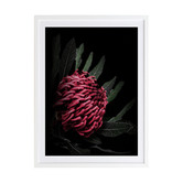 Alcove Studio Waratah Framed Printed Wall Art