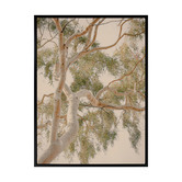 Alcove Studio Golden Hour Gum Tree Printed Wall Art