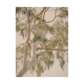 Alcove Studio Golden Hour Gum Tree Printed Wall Art