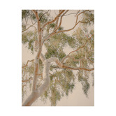 Alcove Studio Golden Hour Gum Tree Printed Wall Art