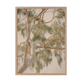 Alcove Studio Golden Hour Gum Tree Printed Wall Art