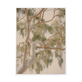 Alcove Studio Golden Hour Gum Tree Printed Wall Art
