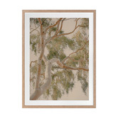 Alcove Studio Golden Hour Gum Tree Printed Wall Art