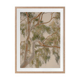 Alcove Studio Golden Hour Gum Tree Printed Wall Art