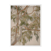 Alcove Studio Golden Hour Gum Tree Printed Wall Art